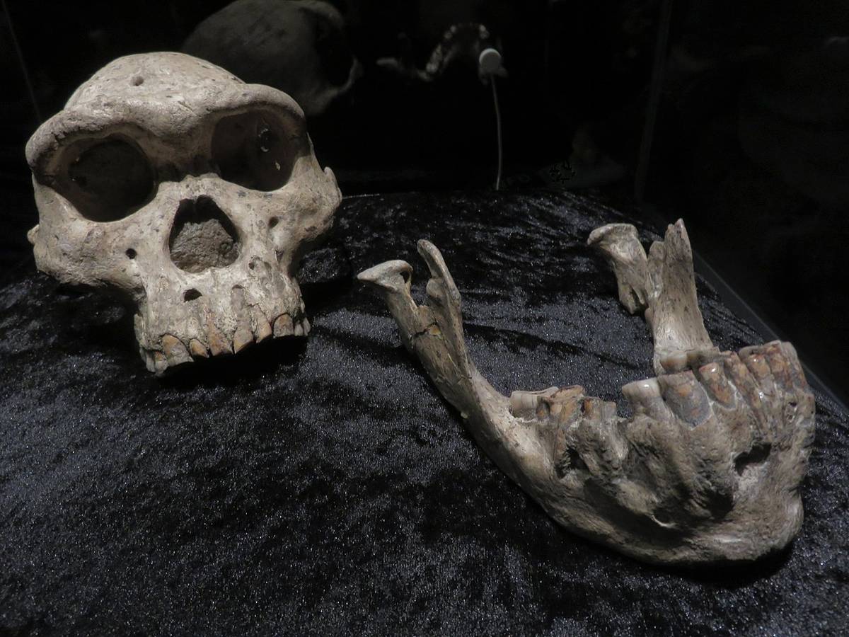 Przykładowa czaszka człowieka / źródło: Gerbil, Wikimedia Commons, CCA-SA 4.0
